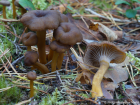 Craterellus tubaeformis