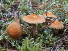 Cystoderma amianthinum