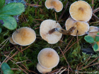 Cystoderma amianthinum