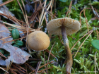 Cystoderma amianthinum