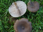 Entoloma sericeum