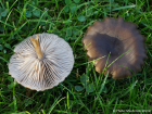 Entoloma sericeum