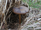 Entoloma vernum