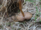 Entoloma vernum