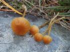 Galerina pumila