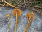 Galerina pumila