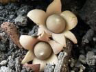 Geastrum rufescens