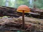 Gymnopilus picreus