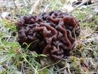 Gyromitra esculenta