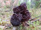 Gyromitra esculenta