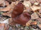 Gyromitra infula