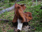 Gyromitra infula