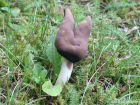 Helvella elastica