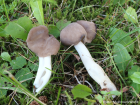 Helvella elastica