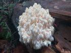 Hericium americanum