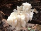 Hericium americanum