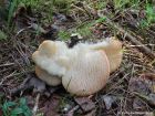 Hericium cirrhatum