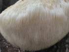 Hericium erinaceus