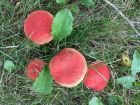 Hortiboletus rubellus