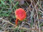 Hygrocybe cantharellus