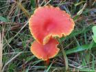 Hygrocybe cantharellus