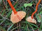 Hygrocybe cantharellus