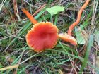 Hygrocybe cantharellus
