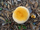 Hygrophoropsis aurantiaca