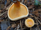 Hygrophoropsis aurantiaca