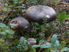 Hygrophorus camarophyllus