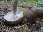 Hygrophorus camarophyllus