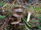 Hygrophorus hypothejus