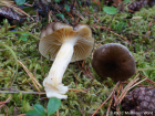 Hygrophorus hypothejus