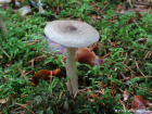 Hygrophorus pustulatus