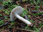 Hygrophorus pustulatus