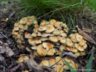 Hypholoma fasciculare