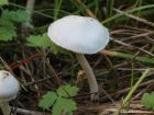 Inocybe geophylla