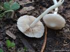 Inocybe geophylla