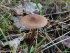 Inocybe lacera