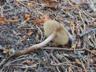 Inocybe lacera