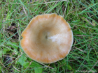 Lactarius deterrimus