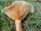 Lactarius deterrimus