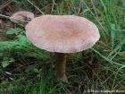 Lactarius helvus