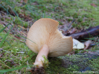 Lactarius helvus