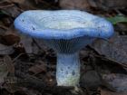 Lactarius indigo