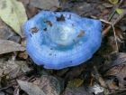 Lactarius indigo