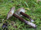 Lactarius lignyotus