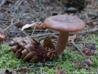 Lactarius rufus