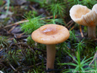 Lactarius tabidus