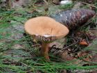 Lactarius tabidus